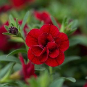 Meet your Posher, Amayrani